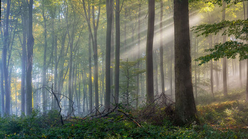 Sunlight streaming through trees in forest