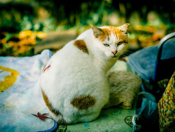 Close-up of cat sitting outdoors