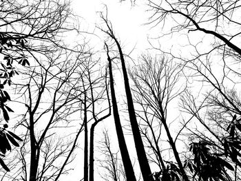 Low angle view of bare trees against sky