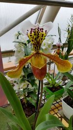 Close-up of yellow flower blooming in garden