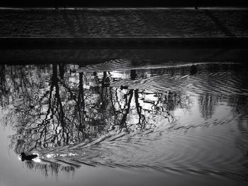 Reflection of trees in water