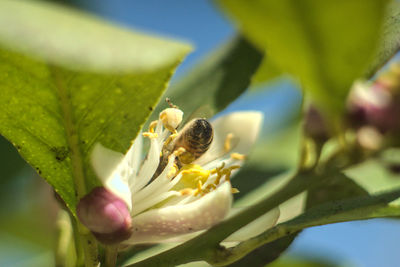 Close-up of honey bee pollinating flower