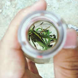 Cropped hand of person holding insect in glass jar