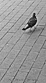 Pigeon perching on wall