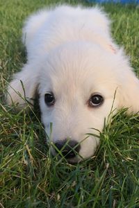 Close-up portrait of puppy on field