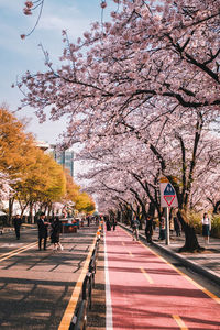 View of cherry blossom trees in city