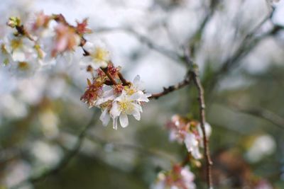 Close-up of cherry blossoms in spring