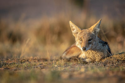 Portrait of cat resting on field