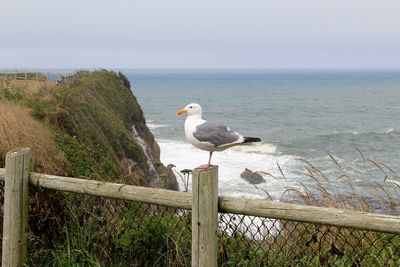 Seagull perching on wooden post by sea against clear sky