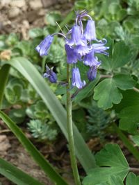 Close-up of purple flowering plant