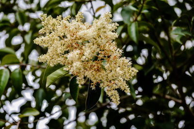 Close-up of cherry blossom tree