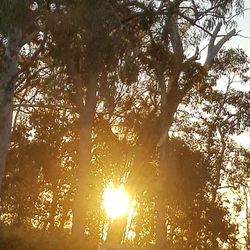 Sunlight streaming through trees in forest