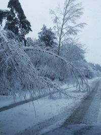 Snow covered road amidst trees against sky