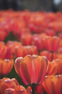 Close-up of red tulip