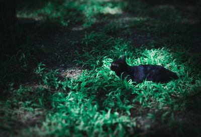 Black cat lying on grass