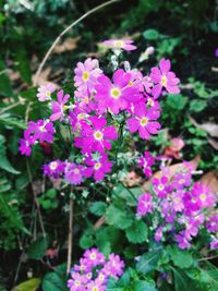 Close-up of purple flowers blooming outdoors