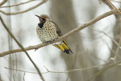 Low angle view of northern flicker bird on branch