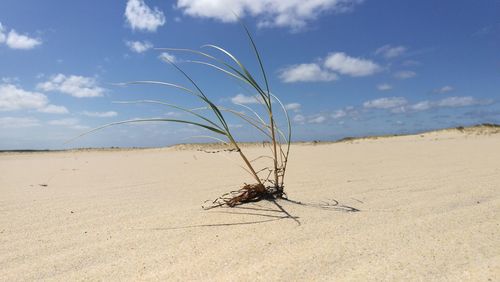 Dead plant on sand at beach against sky