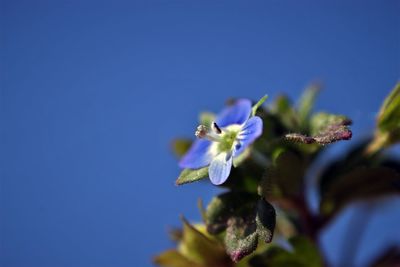 Close-up of purple flowering plant against blue sky