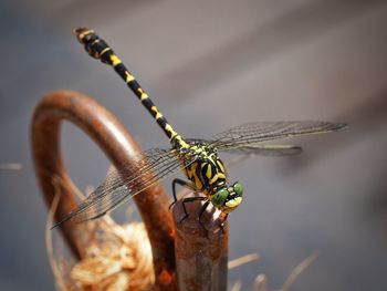 Close-up of dragonfly on rusty metal