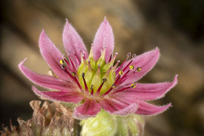 Close-up of pink flower