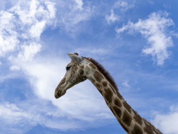 Low angle view of giraffe