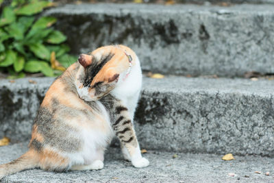 Close-up of a cat looking away