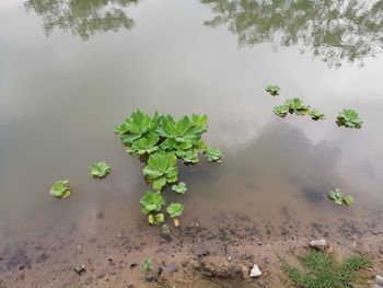 High angle view of plant growing in lake