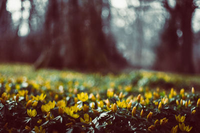 Close-up of yellow flowering plant