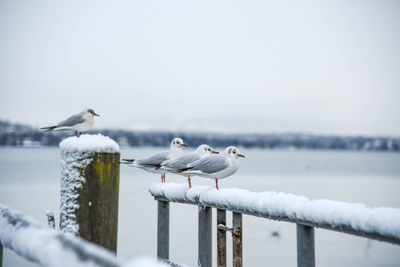 Seagulls perching on railing during winter