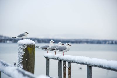 Seagulls perching on railing by sea against sky