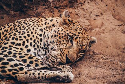 Alert cheetah laying on dirt