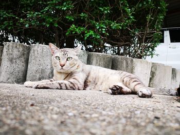 Portrait of a cat resting