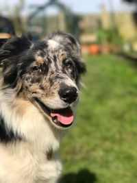 Close-up portrait of dog