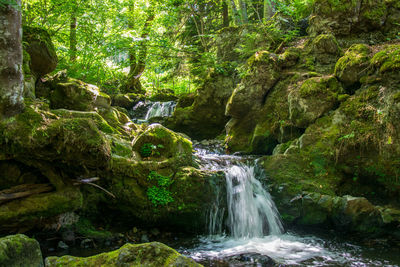 Scenic view of waterfall in forest