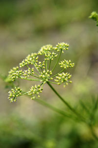 Close-up of flowering plant on field
