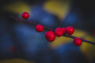 Close-up of red berries growing on plant