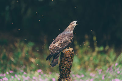 Close-up of bird in lake