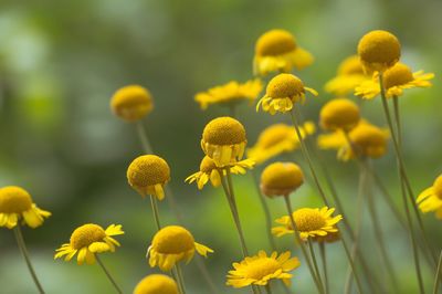 Close-up of yellow flowering plants