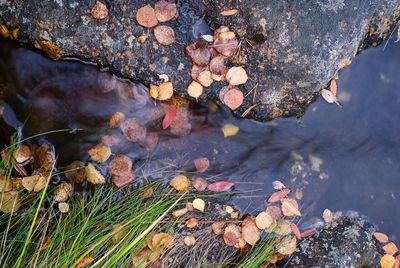 High angle view of plants by stream