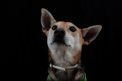 Close-up of a dog over black background