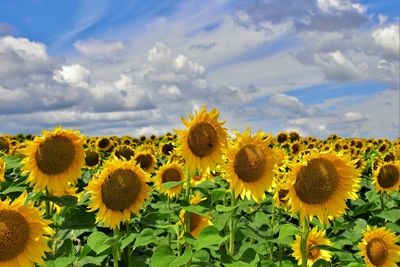 Sunflower with cloud background