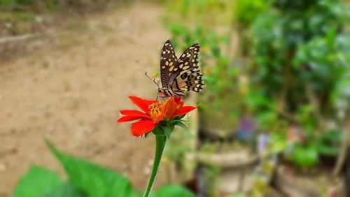 Close-up of butterfly pollinating on flower