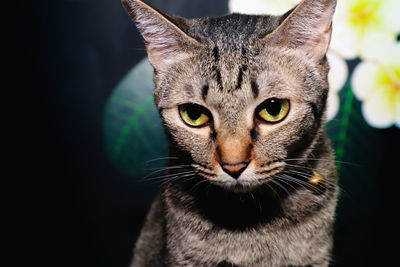 Close-up portrait of tabby cat