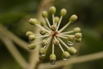 Close-up of plant