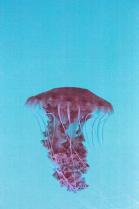 Close-up of jellyfish swimming in sea