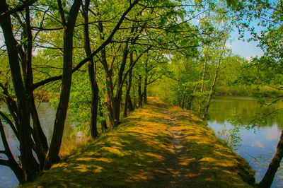 Road passing through forest