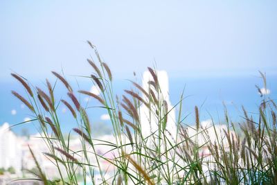 Close-up of stalks against clear sky