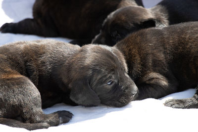 Close-up of puppy sleeping