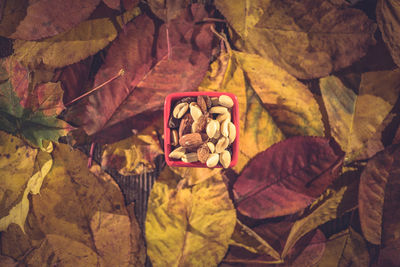 Close-up of autumn leaves on rock